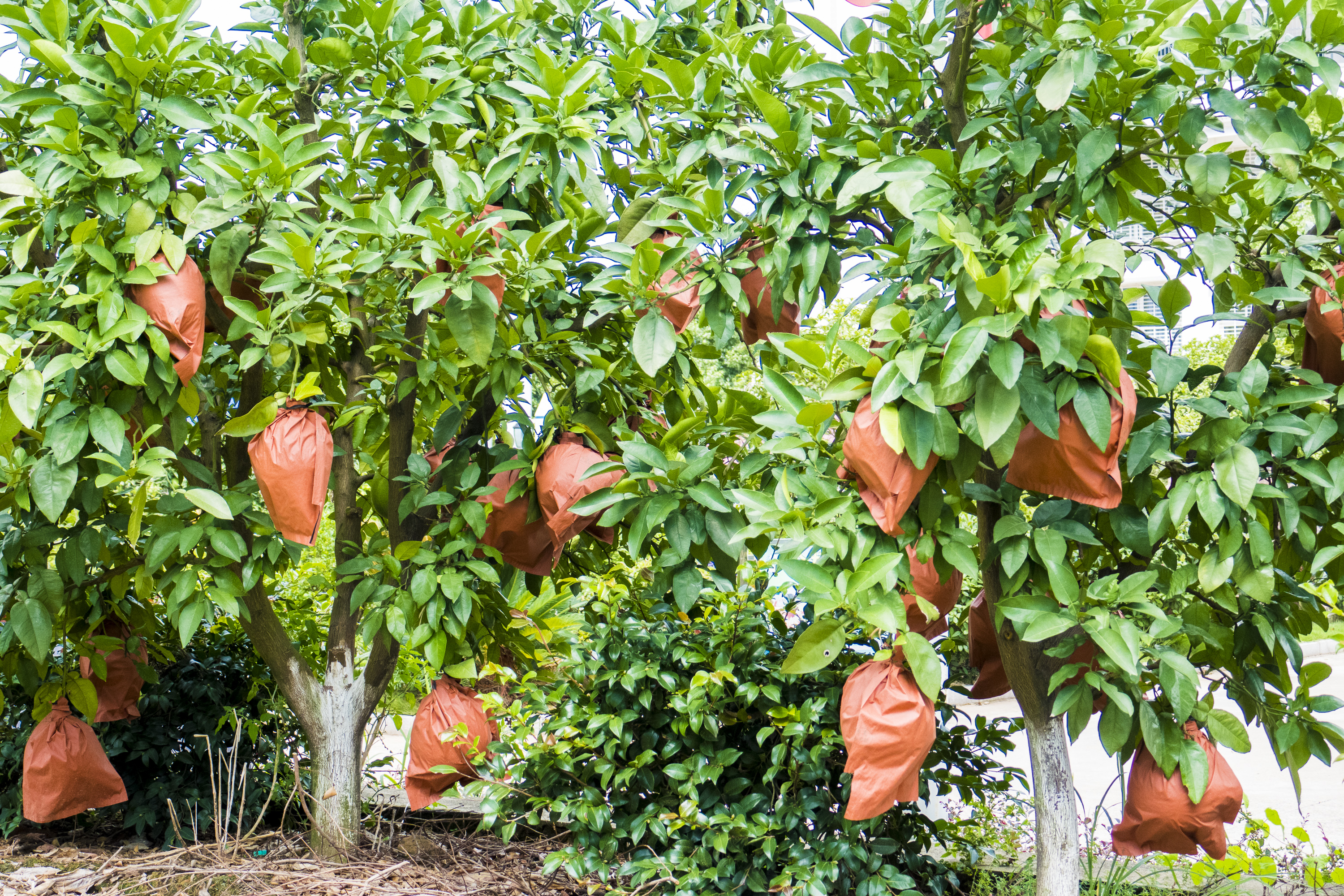 璁插笀寰愬己,寰愬己鏁欐巿婕旇瑙嗛