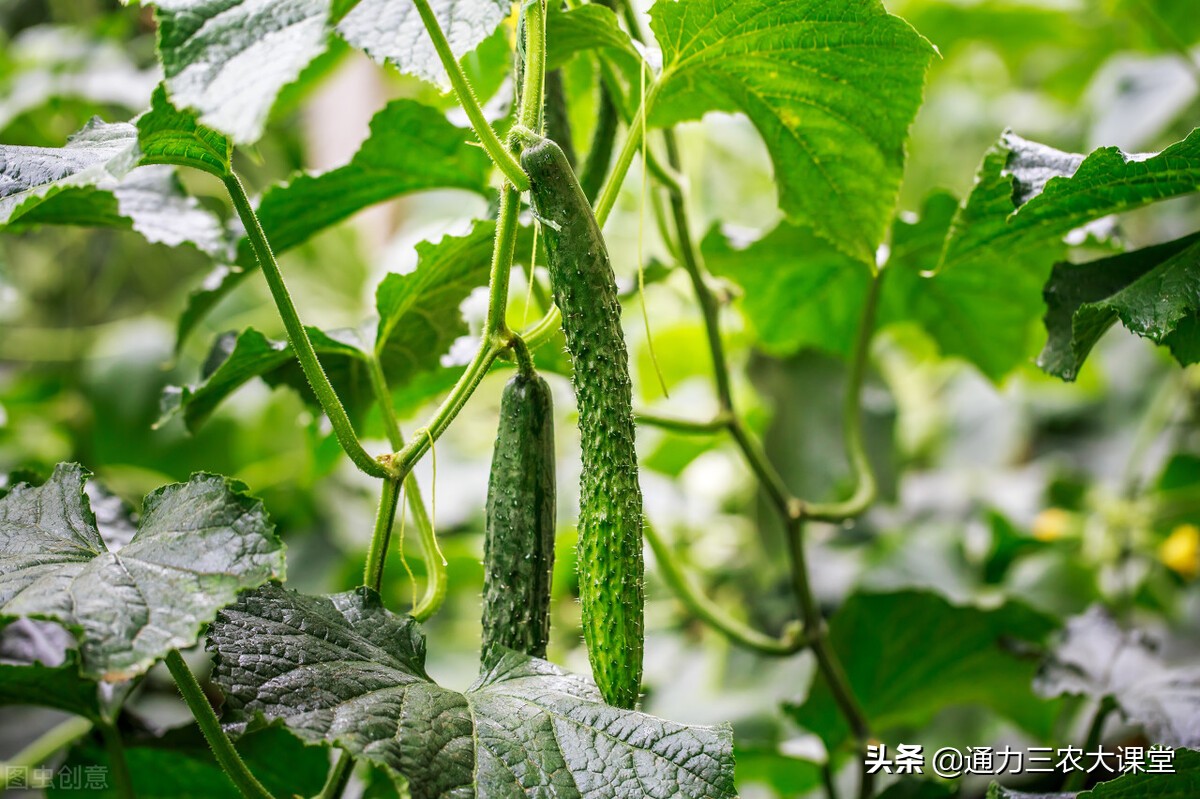 黄瓜夏季喷施座果灵,黄瓜几天一浇水