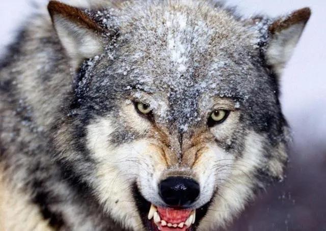 狼人杀极度恐惧,极度恐慌的人