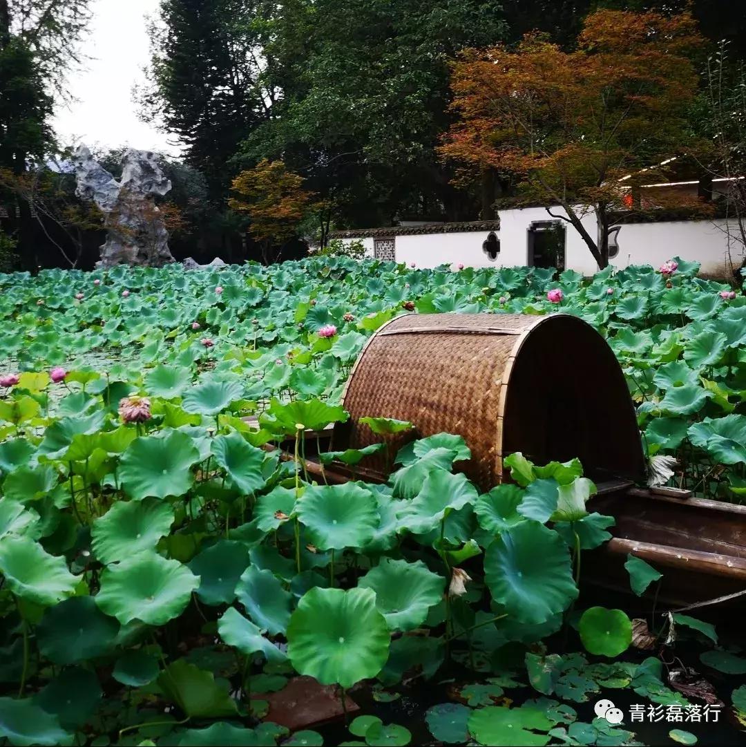 月满易园兰舟、秋莲华西钟楼：诗意生活就在身边，何须远走？