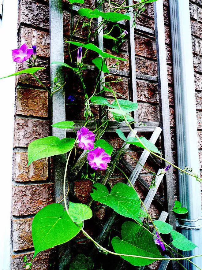 矮牵牛适合什么温度播种,矮牵牛适合在什么季节播种