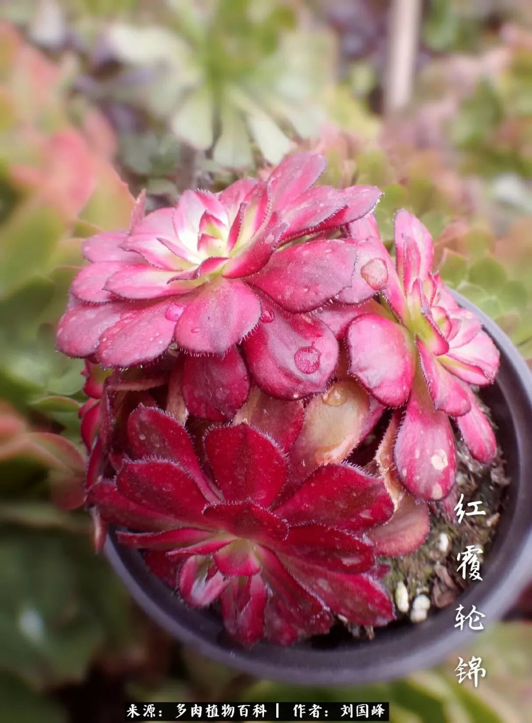 七百元打造的多肉王国，你还缺什么？