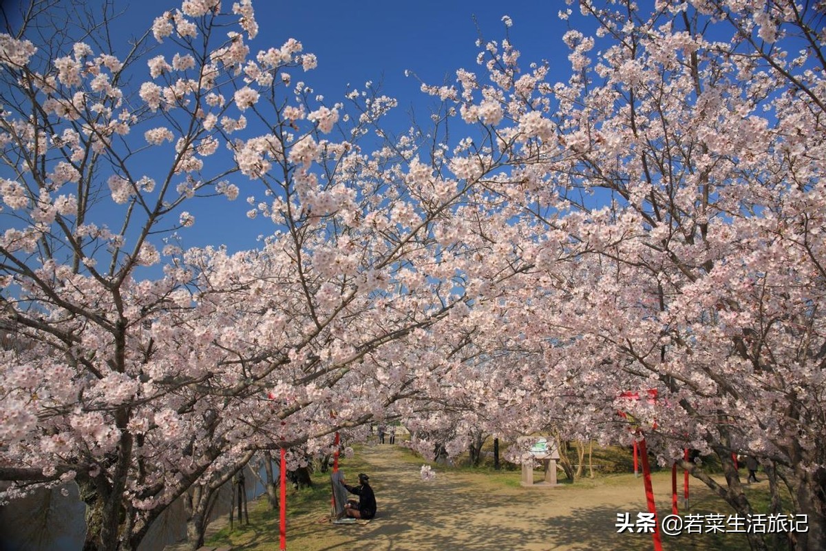 九州岛樱花,九州樱花之旅