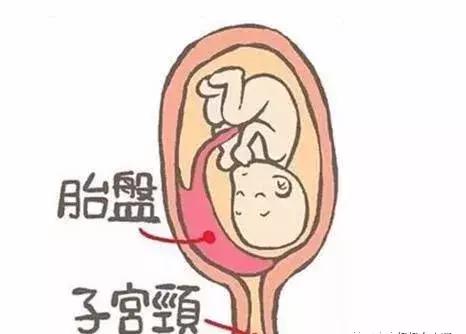 浜轰綋鑳庣洏淇℃伅,浜轰綋鑳庣洏鏄湡鐨勫悧