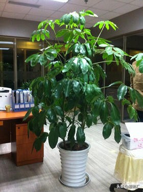 每日一花植物图片,每日一花楝花