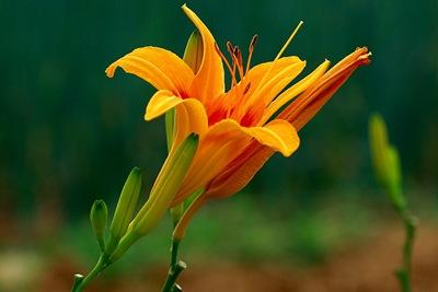 中国十大名植物,中国十大吉祥动物名称