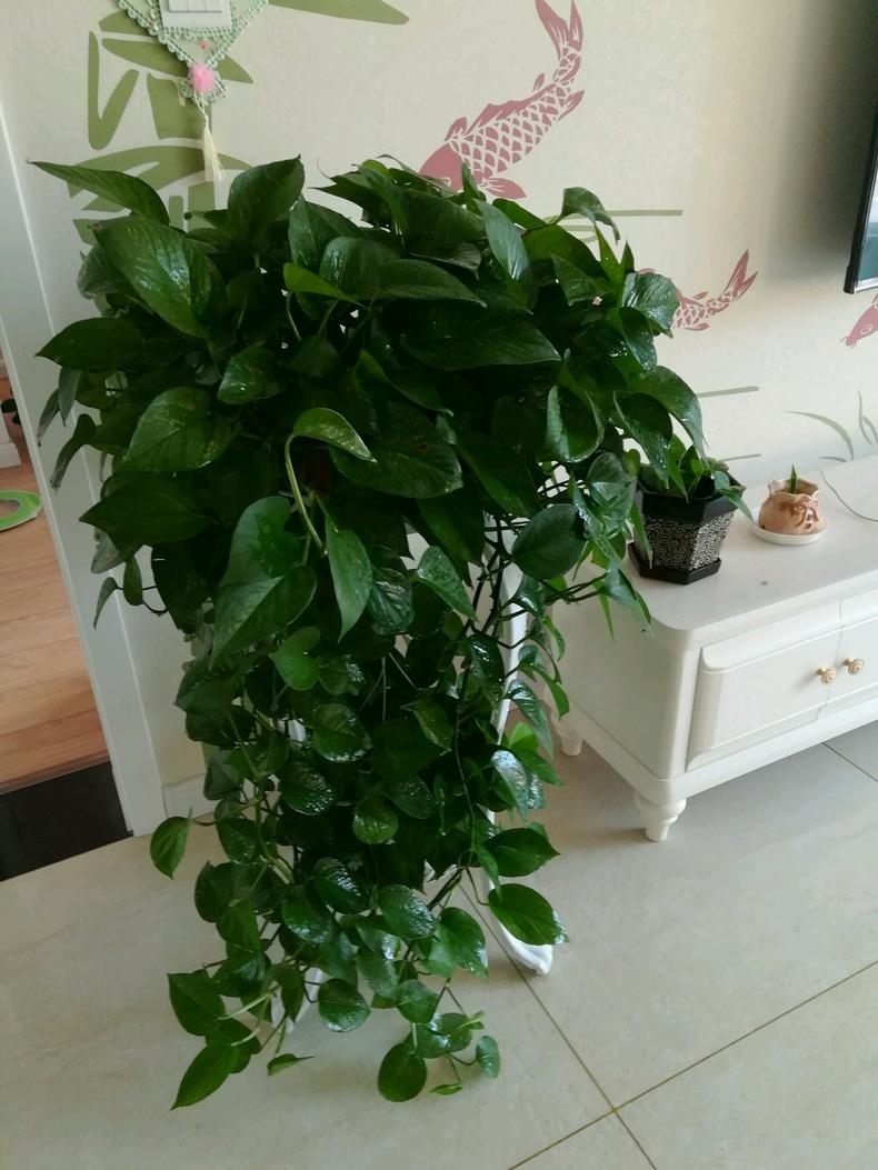 绿萝养护注意这五点叶子又绿又大,绿萝养护方法及注意事项