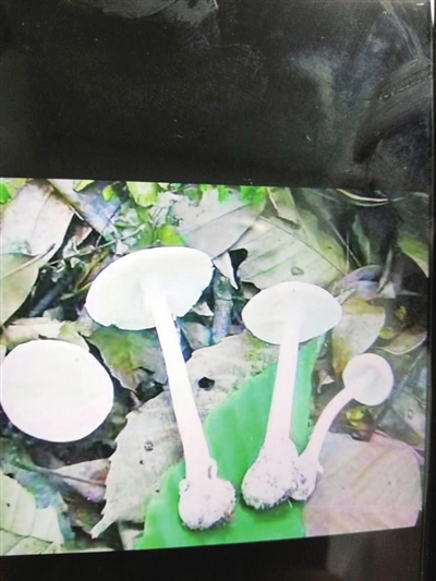 桐梓一家三口误食有毒野生菌,重庆一家三口吃野生菌中毒死亡