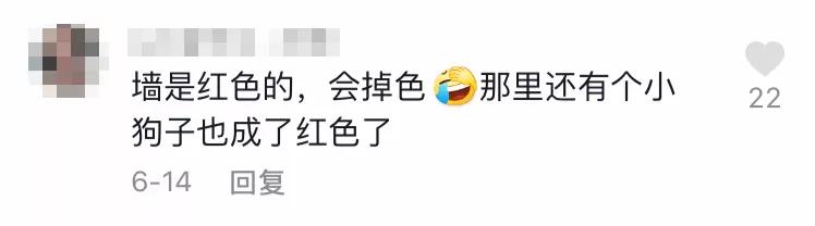 全球罕见足球猫冲上热搜，网友：指定染色！结果......哈哈哈哈