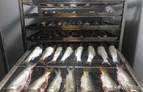 猫吃的烤箱小鱼干烘干的正确方法,淡水小鱼干自然晾干和烘干的区别