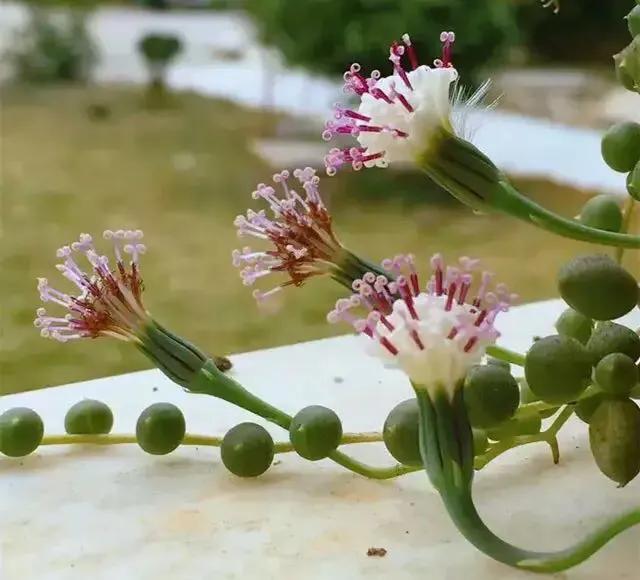 佛珠怎么养可以快速爆盆,怎样养佛珠花视频