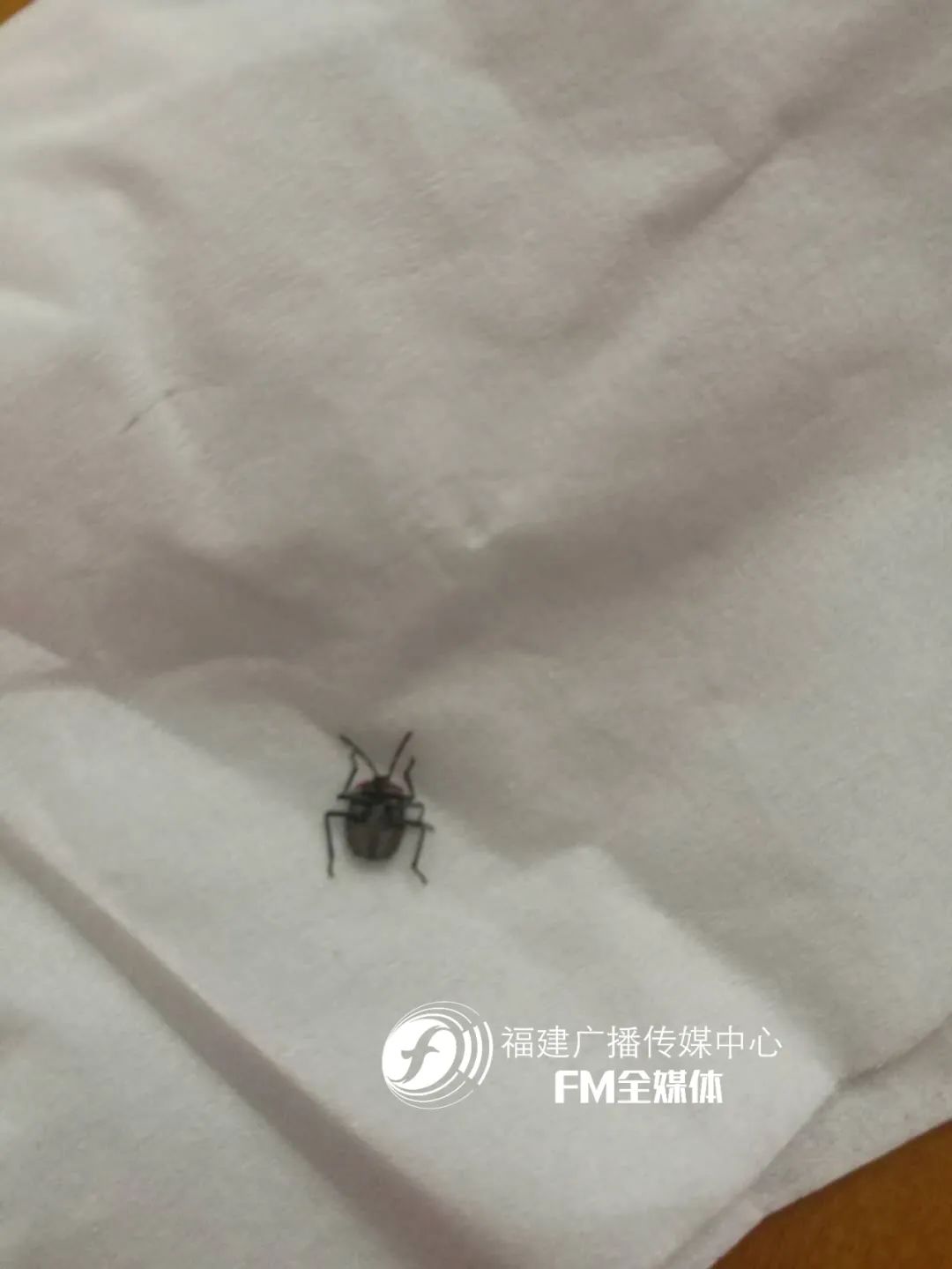 福州林先生家中突然闯入很多“不速之客”，又黑又臭，这到底是啥？