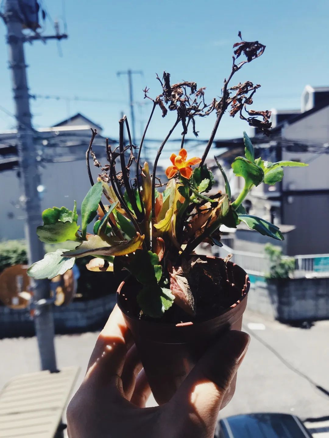 take mehome countryroad原唱 (take me home country road)