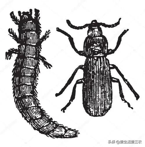 现在农村最快致富是什么行业,农民致富的手工行业