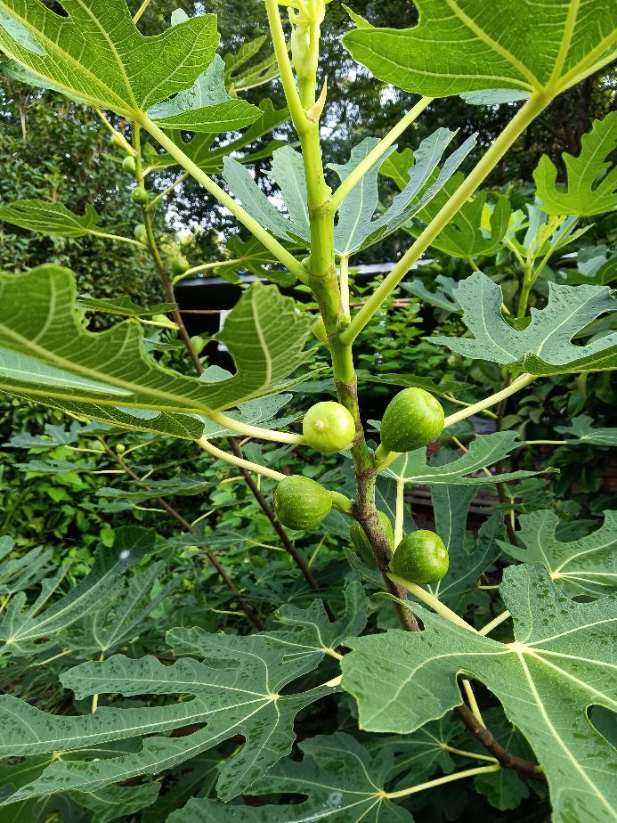 无花果种植前景分析,无花果如何规模化种植