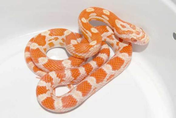 可以盘着玩的蛇,能盘的野生动物