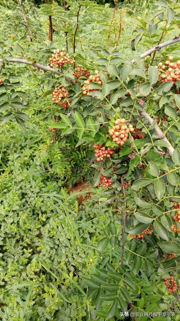 小小花椒树致富大产业：科学管理必报恩