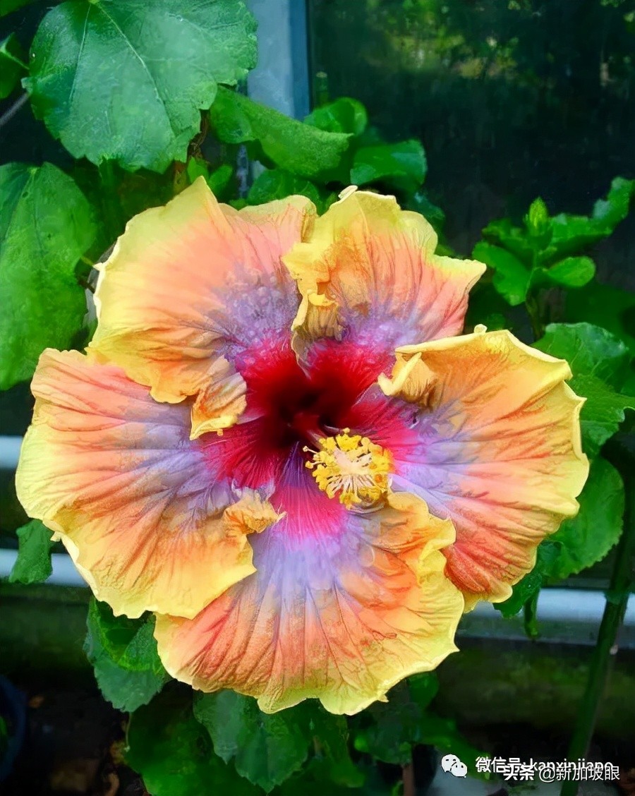 扶桑花和木槿花的区别图片,扶桑木槿花图片