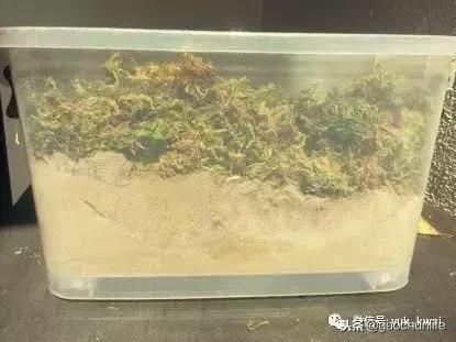 黄缘龟新手指南,怎么挑选黄缘龟