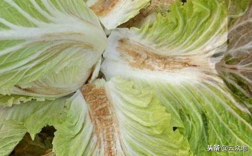 蔬菜作物为什么会缺硼？怎样补充硼肥？