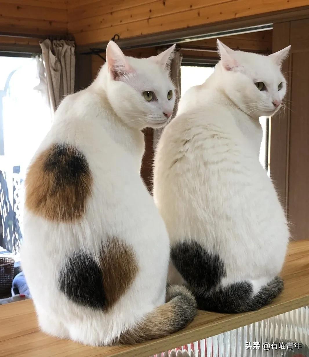 漂亮的三花猫欣赏,最迷人的三花猫