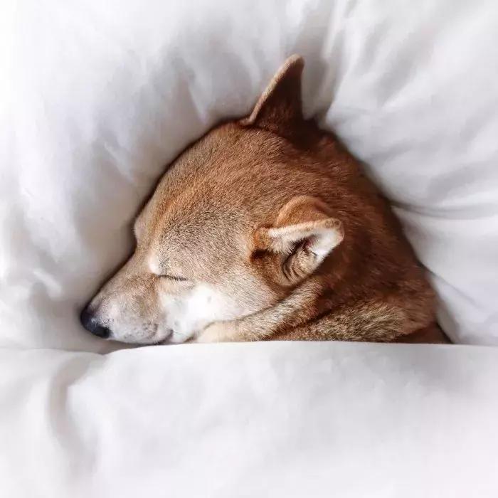 萌宠知识讲堂：狗狗临产前后必须注意的几大问题！