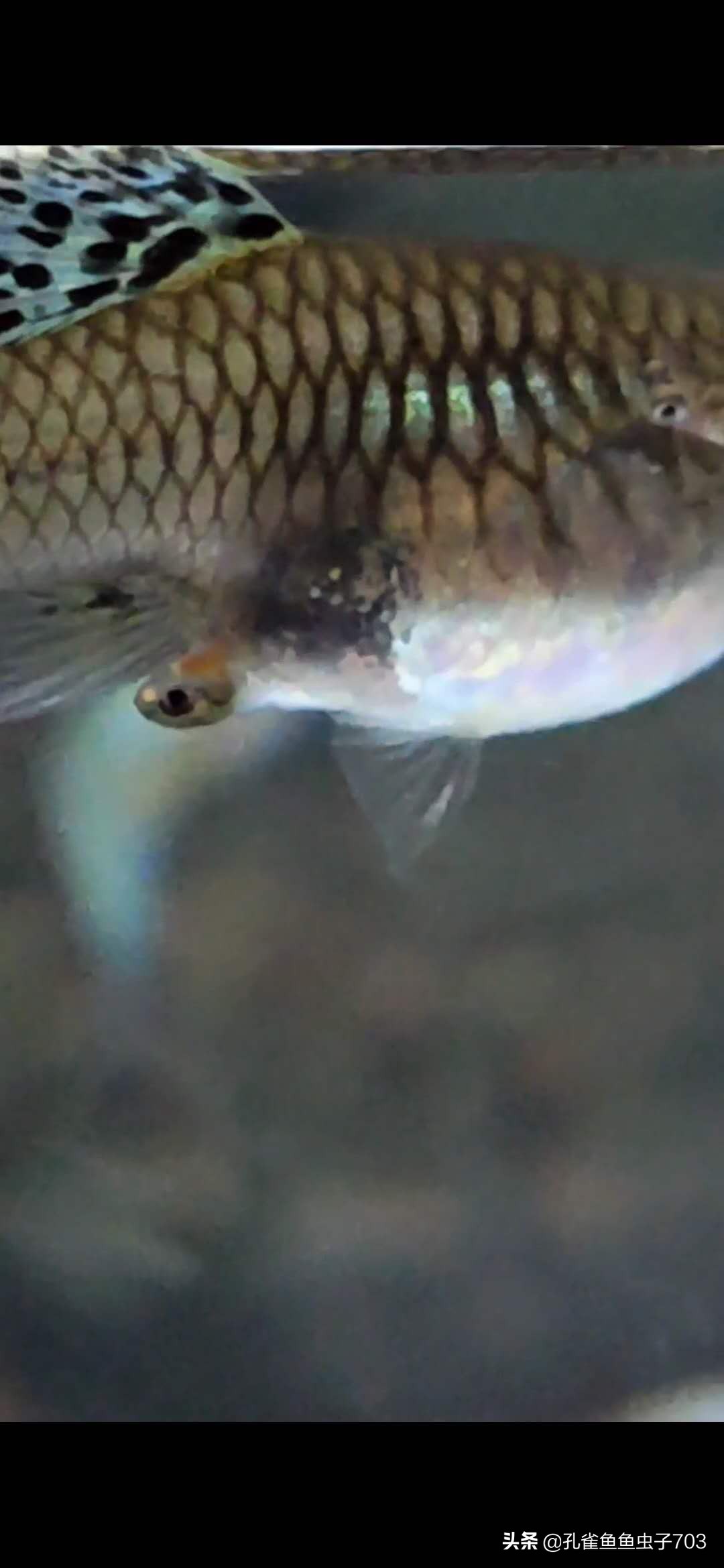 孔雀母鱼多久生一次,孔雀母鱼生一半不生了