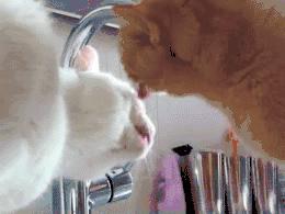 减肥是不是要有饥饿感,减肥如何抑制住饿