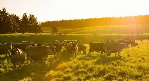 黄金奶源带的国产奶粉品牌,君乐宝国产奶粉奶源