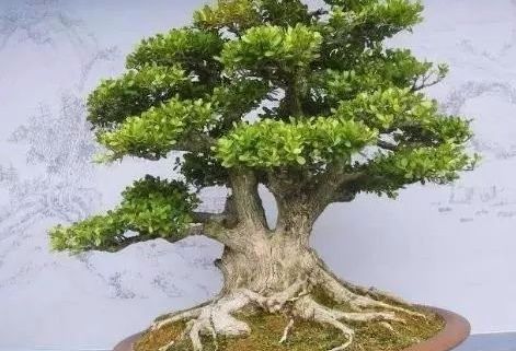 哪些名贵盆栽越养越有价值 (适合久养的珍稀盆栽)