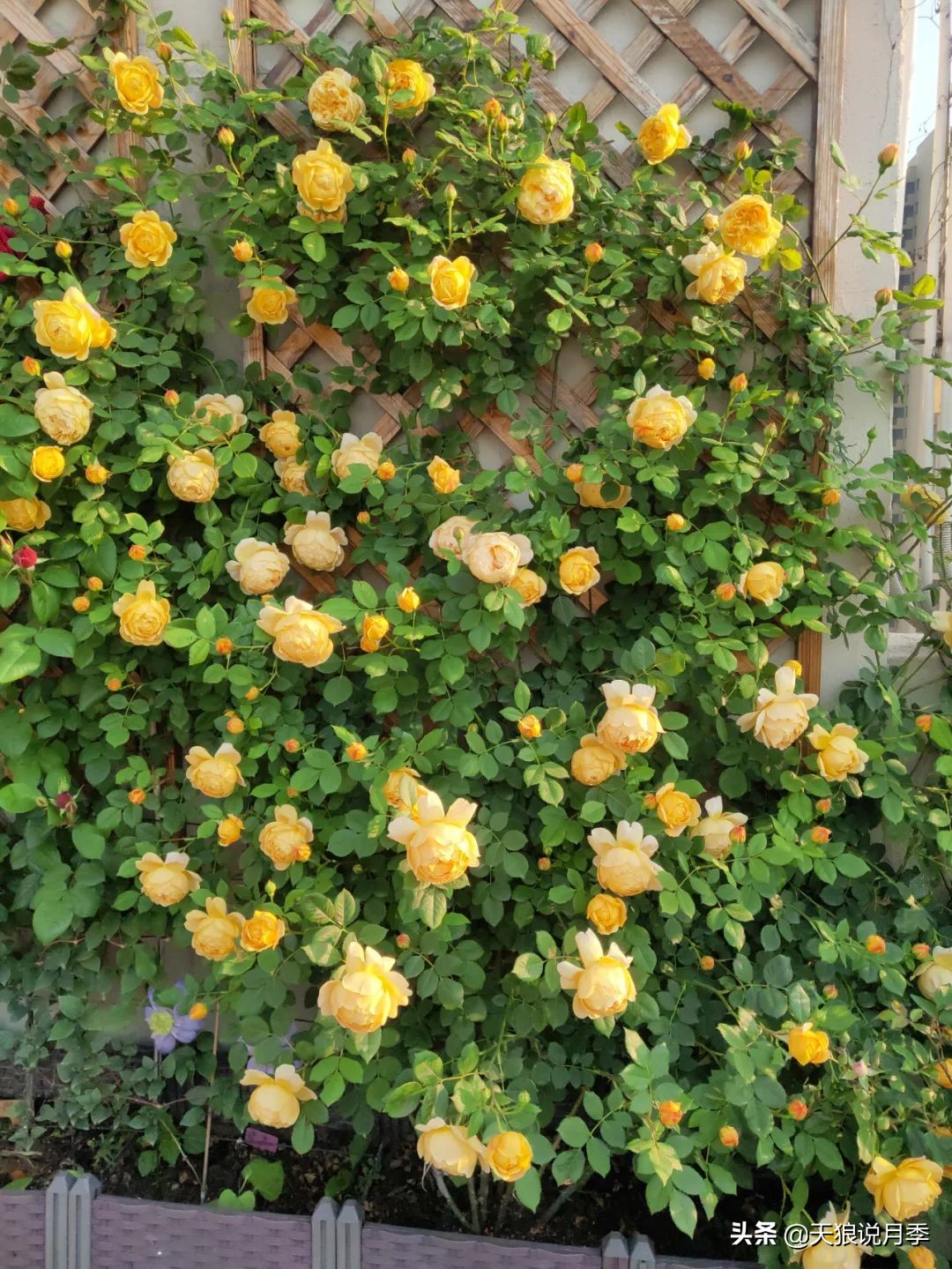 月季花是时候展现真正的技术了 (开春的第一波月季花就这么过去了)