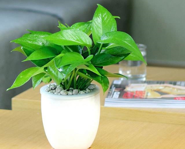 绿萝烂根黄叶枯萎怎么办,绿萝放室内黄叶原因