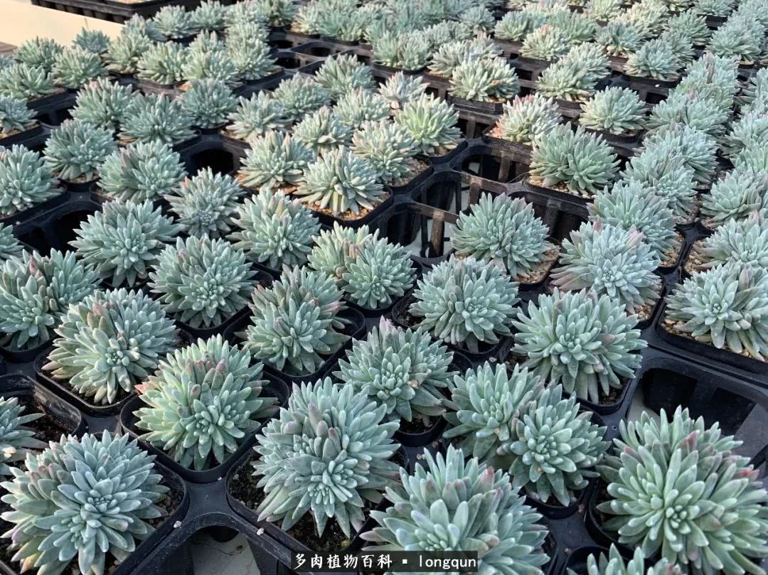 探访韩国肉锥大棚,记一次走访纪录片