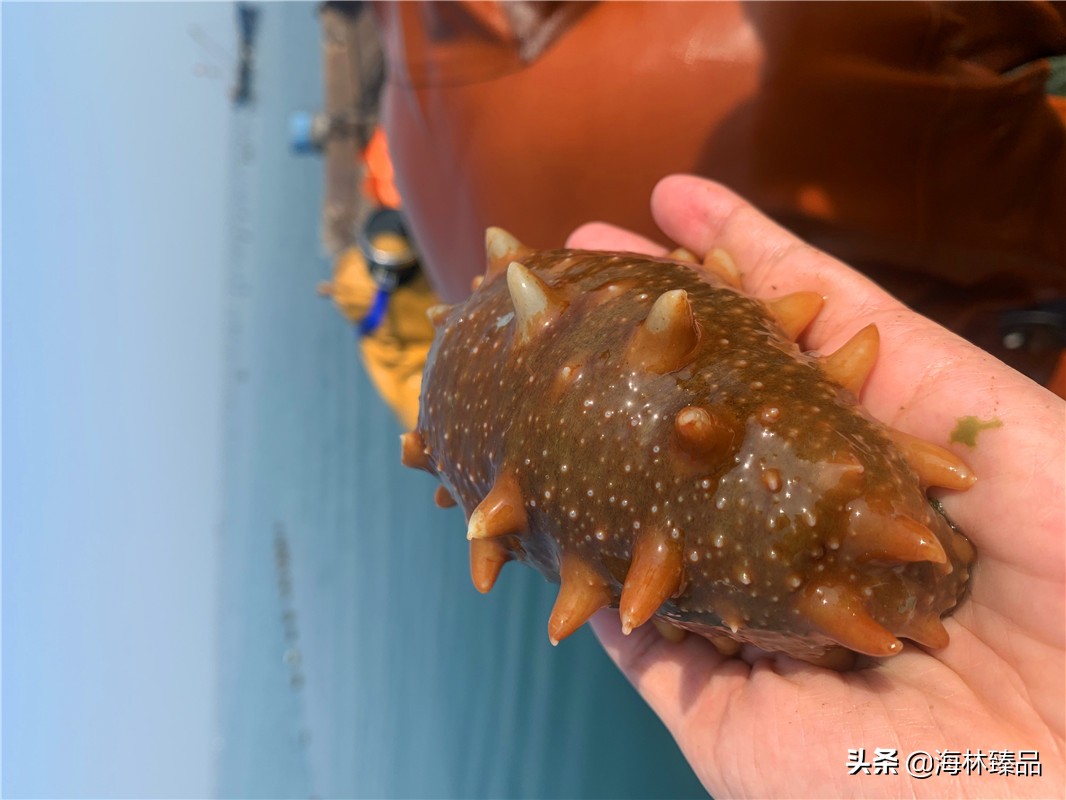 野生海参探店,野生海参采捕视频大全