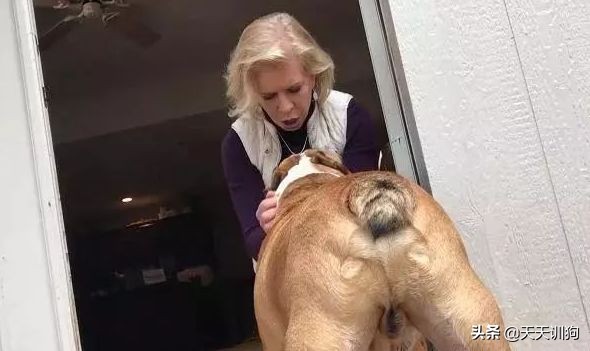 被绝育的狗子,公狗做绝育自闭