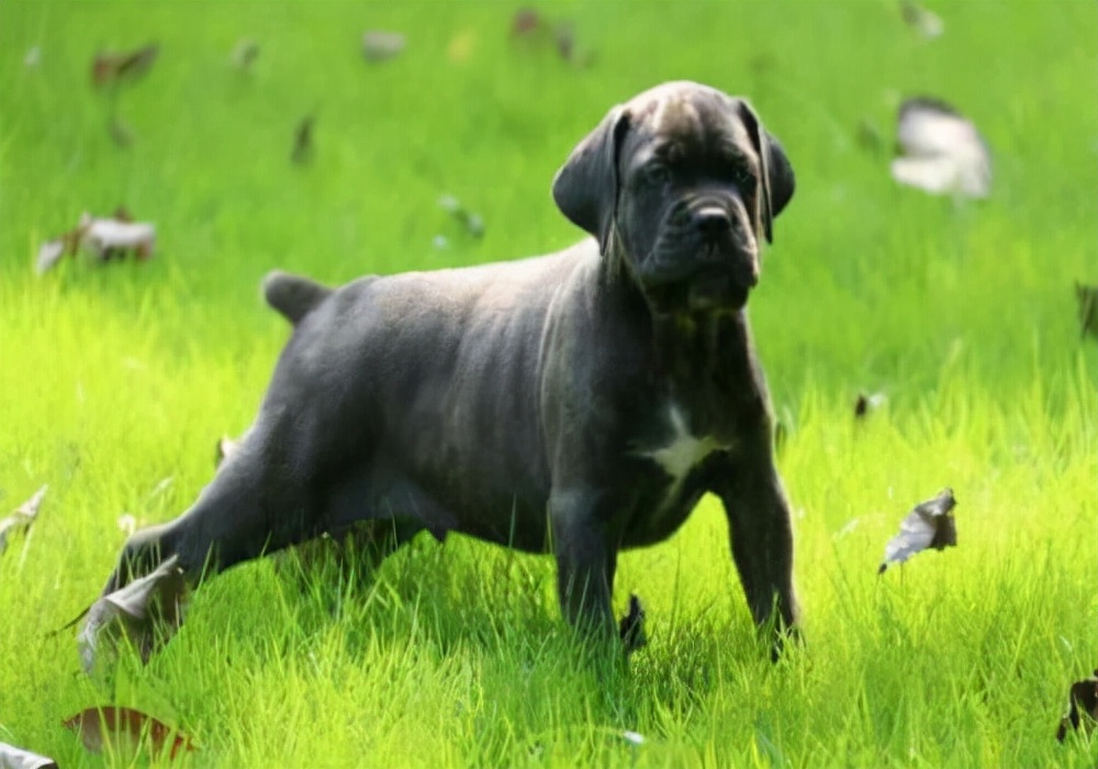 怎么防止狗得寄生虫,有狗蚤虫子怎么彻底消除