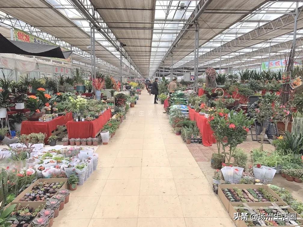 扬州花卉市场大全,扬州西区花卉市场