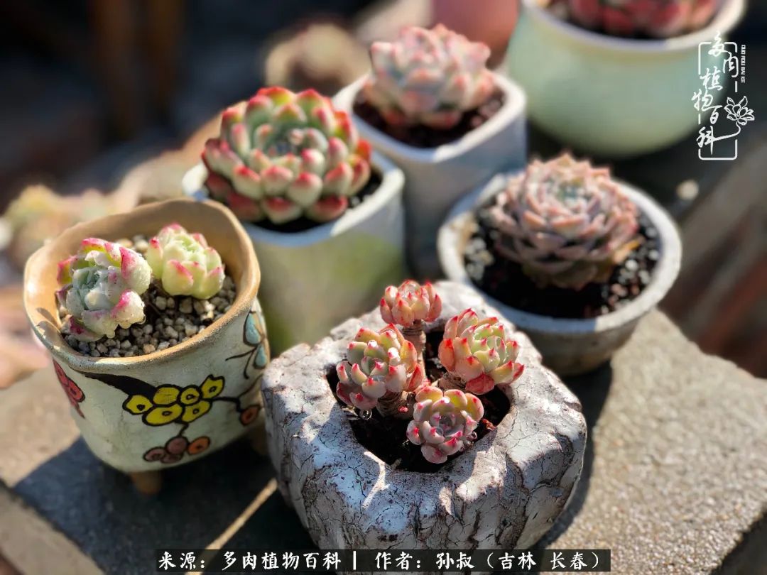与多肉一起成长,与多肉相伴