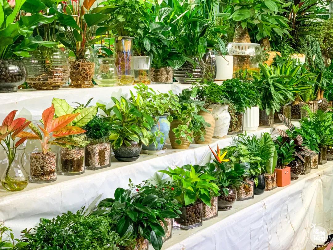 昆明鲜花进货渠道,昆明尚义花市