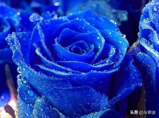 玫瑰花的寓意和作用,玫瑰花的寓意和风水