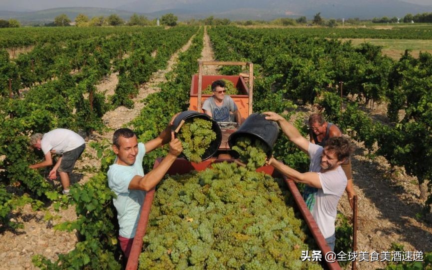 法国葡萄园工人收入,在法国葡萄酒厂打工赚钱吗