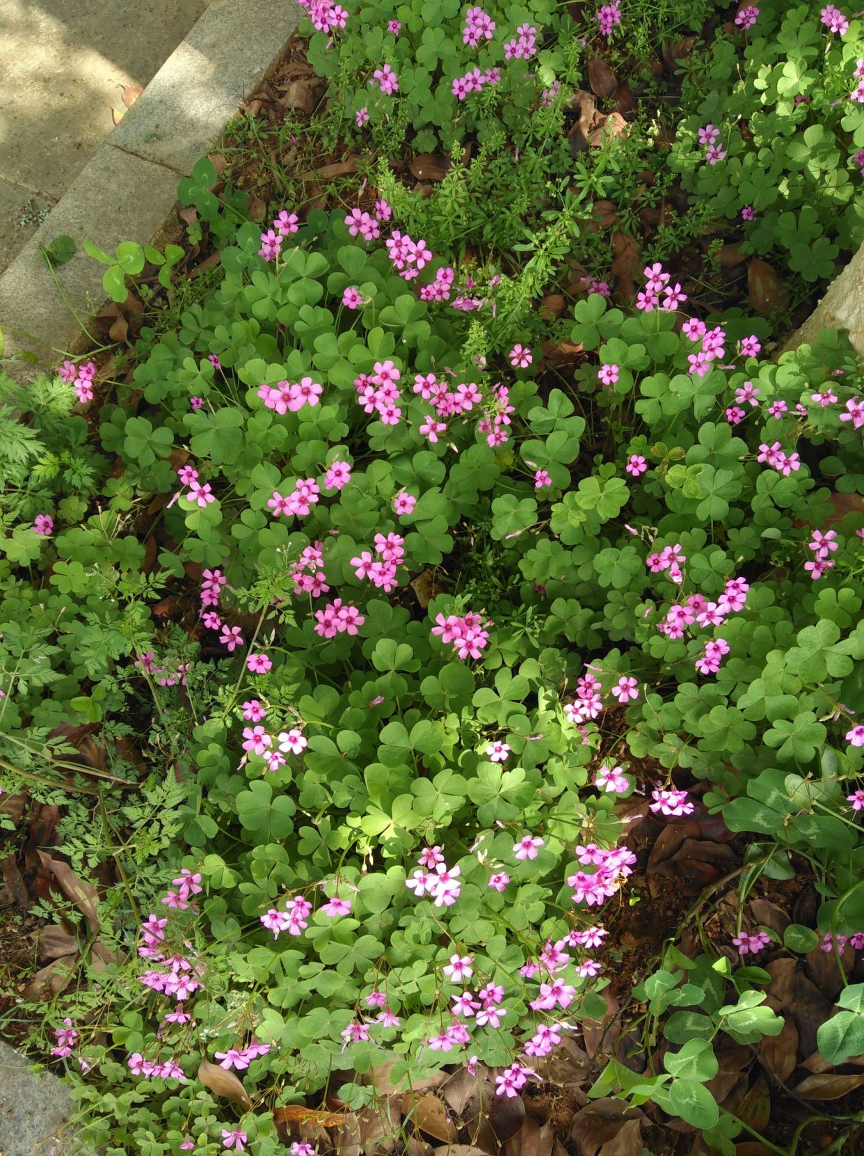 房顶长出杂草怎样消灭,墙里长出的草怎么清除