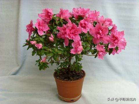 想要杜鹃开花怎么办,杜鹃如何度夏