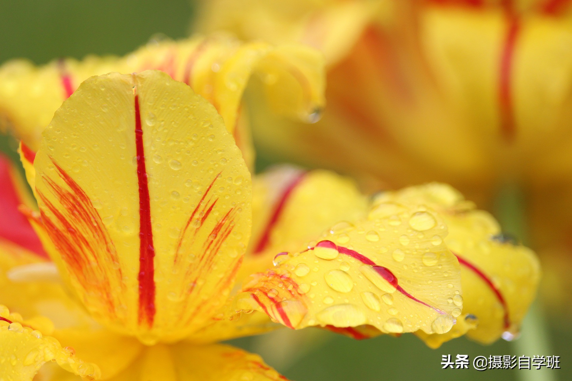 拍花朵怎么拍出来的又多又好看,怎样拍摄小花朵最好看