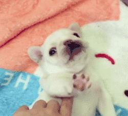 可爱呆萌的小奶狗视频,可爱可奶呆萌的小奶狗