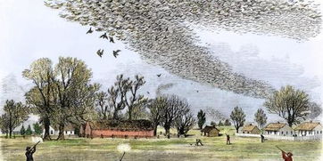 旅鸽在百年间灭绝的过程,旅鸽从遮天蔽日到灭绝