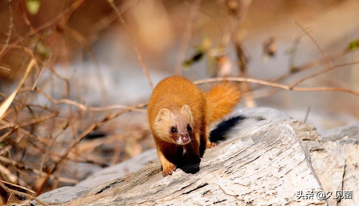 黄鼠狼为什么要放生,捉到黄鼠狼需要放生吗