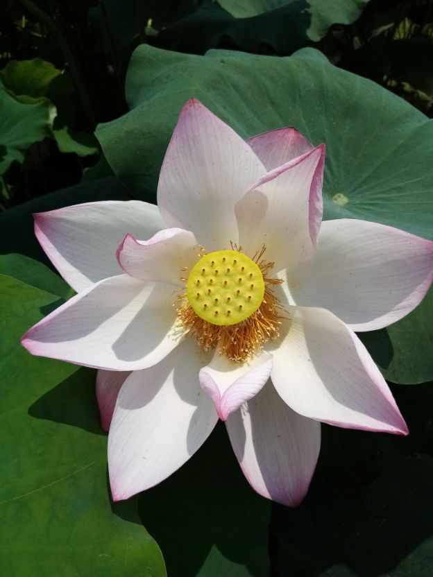 陈慧琴|《爱心与教育》让我读懂了李镇西老师的教育初心