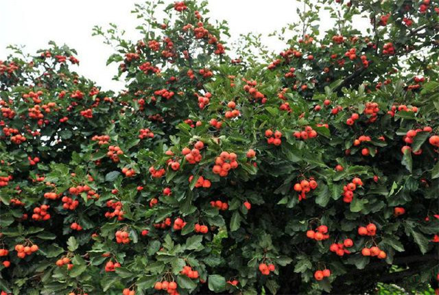 山楂栽培技术及副作用,山楂栽培方法