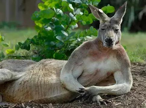 澳大利亚国宝袋鼠为啥可以吃,澳大利亚袋鼠是国宝为什么还能吃